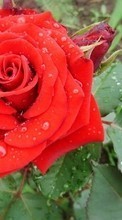 Vacaciones,Plantas,Flores,Roses,8 de marzo, Día de la Mujer para Samsung Omnia HD i8910