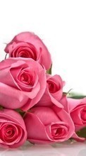 Descargar la imagen Vacaciones,Plantas,Flores,Roses,8 de marzo, Día de la Mujer para celular gratis.