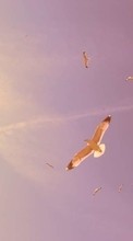 Paisaje,Birds,Puesta del sol,Cielo,Gaviotas para Sony Ericsson W810