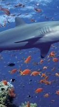Animales,Agua,Mar,Tiburones,Peces para Sony Xperia Z Ultra