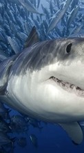 Descargar la imagen Animales,Mar,Tiburones,Peces para celular gratis.