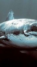 Descargar la imagen Animales,Mar,Tiburones para celular gratis.