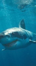 Descargar la imagen Tiburones,Animales para celular gratis.