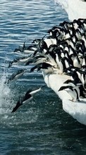 Descargar la imagen Animales,Invierno,Agua,Pingüinos,Mar,Antártida, el Ártico para celular gratis.