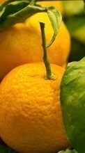 Descargar la imagen Naranjas,Frutas,Plantas para celular gratis.