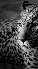 Descargar la imagen Animales,Fotografía artística,Leopardos para celular gratis.
