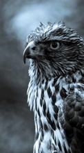 Descargar la imagen Animales,Birds,Fotografía artística,Falcons para celular gratis.