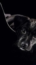 Descargar la imagen Animales,Perros,Fotografía artística para celular gratis.