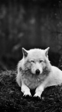 Descargar la imagen Animales,Lobos,Fotografía artística para celular gratis.