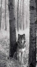 Descargar la imagen 800x480 Animales,Lobos,Fotografía artística para celular gratis.