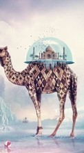 Descargar la imagen Animales,Fotografía artística,Camellos para celular gratis.