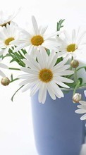 Descargar la imagen Plantas,Flores,Copas,Camomila,Bouquets para celular gratis.