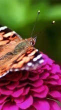 Descargar la imagen Flores,Insectos,Mariposas para celular gratis.