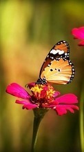 Mariposas,Flores,Insectos para Samsung Galaxy Grand Neo Plus