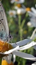 Descargar la imagen Mariposas,Flores,Insectos para celular gratis.