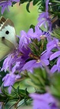 Descargar la imagen 1024x600 Mariposas,Flores,Insectos para celular gratis.