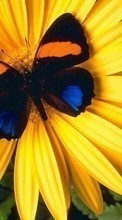Descargar la imagen 128x160 Mariposas,Flores,Insectos para celular gratis.