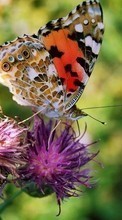 Descargar la imagen 320x480 Mariposas,Flores,Insectos para celular gratis.
