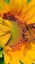 Descargar la imagen Plantas,Mariposas,Flores,Insectos,Girasoles para celular gratis.