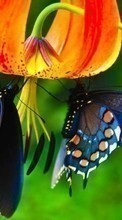 Descargar la imagen Plantas,Mariposas,Flores,Insectos para celular gratis.