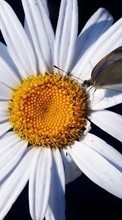 Descargar la imagen Plantas,Mariposas,Flores,Insectos,Camomila para celular gratis.