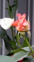 Descargar la imagen Plantas,Mariposas,Flores,Insectos,Roses para celular gratis.