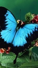 Descargar la imagen Plantas,Mariposas,Insectos para celular gratis.