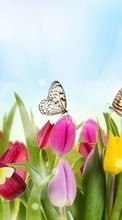 Descargar la imagen Plantas,Mariposas,Flores,Tulipanes para celular gratis.
