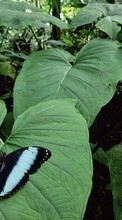 Descargar la imagen Plantas,Mariposas,Insectos,Hojas para celular gratis.