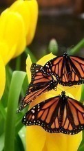Descargar la imagen 540x960 Mariposas,Insectos para celular gratis.