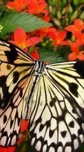 Descargar la imagen 1024x768 Mariposas,Insectos para celular gratis.