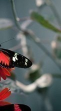Descargar la imagen Mariposas,Insectos para celular gratis.