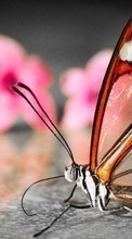 Descargar la imagen Mariposas,Insectos para celular gratis.
