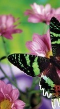 Mariposas,Insectos para Sony Xperia U