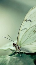 Mariposas,Insectos para Sony Ericsson P1