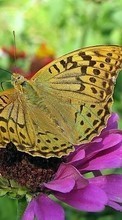 Descargar la imagen 240x400 Mariposas,Insectos para celular gratis.