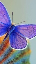Descargar la imagen 240x320 Mariposas,Insectos para celular gratis.