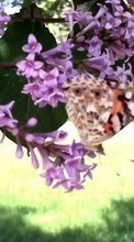 Descargar la imagen 1280x800 Plantas,Mariposas,Insectos para celular gratis.