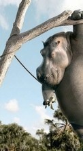 Descargar la imagen Hipopótamos,Imágenes,Animales para celular gratis.