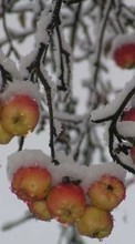 Descargar la imagen Plantas,Invierno,Frutas,Manzanas,Nieve para celular gratis.