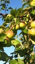Descargar la imagen Manzanas,Árboles,Plantas para celular gratis.