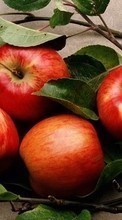 Descargar la imagen Frutas,Comida,Manzanas para celular gratis.