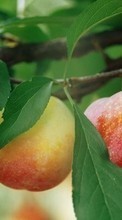 Descargar la imagen Plantas,Frutas,Manzanas para celular gratis.