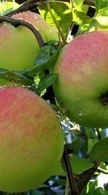 Descargar la imagen Manzanas,Frutas,Plantas para celular gratis.