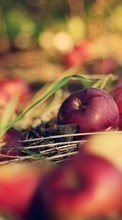 Descargar la imagen Manzanas,Frutas,Plantas para celular gratis.
