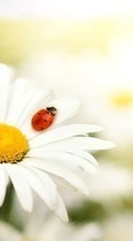 Descargar la imagen Plantas,Flores,Insectos,Camomila,Mariquitas para celular gratis.