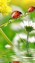 Descargar la imagen Mariquitas,Insectos para celular gratis.