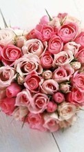 Descargar la imagen Vacaciones,Plantas,Flores,Roses,Corazones,Día de San Valentín,Bouquets para celular gratis.