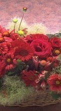 Descargar la imagen Vacaciones,Plantas,Flores,Roses,Crisantemo,Bouquets para celular gratis.