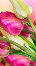 Descargar la imagen Plantas,Flores,Tulipanes,Bouquets,Drops para celular gratis.